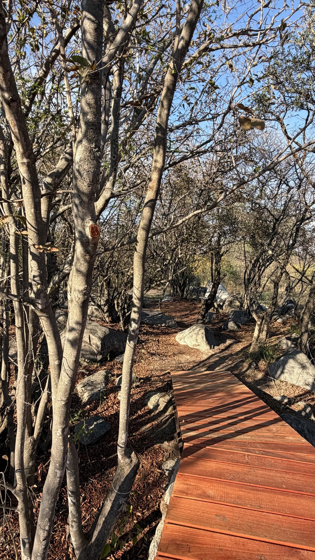 Sendero entre los árboles